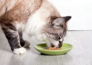 娱乐吃瓜猫咪视频大全,猫咪吃瓜视频大盘点