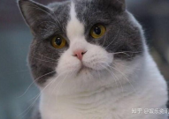 宠物猫品种及价格,价格与魅力并存的宠物猫世界