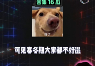 八卦吃瓜娱乐,揭秘娱乐圈幕后故事