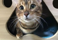 娱乐吃瓜酱替小猫赎身,娱乐吃瓜酱助力爱心行动